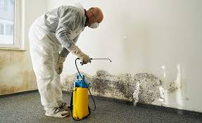 Best Commercial Mold Inspection  in Maryville, MO